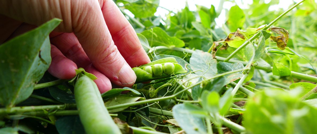 Hero: Nachhaltige Zutaten